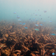 Staghorn corals killed by bleaching on the Northern GBR, November 2016. (Image: ARC Centre of Excellence For Coral Reef Studies)